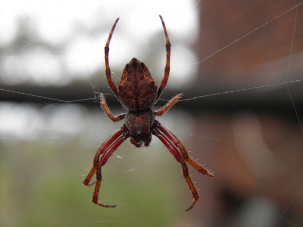 Zdjęcie z Australii - pająk około 3 cm