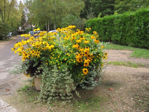 Zdjęcie z Francji - Skwerek w Provins.