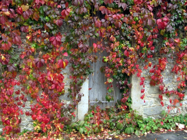 Zdjęcie z Francji - Jesienny murek.