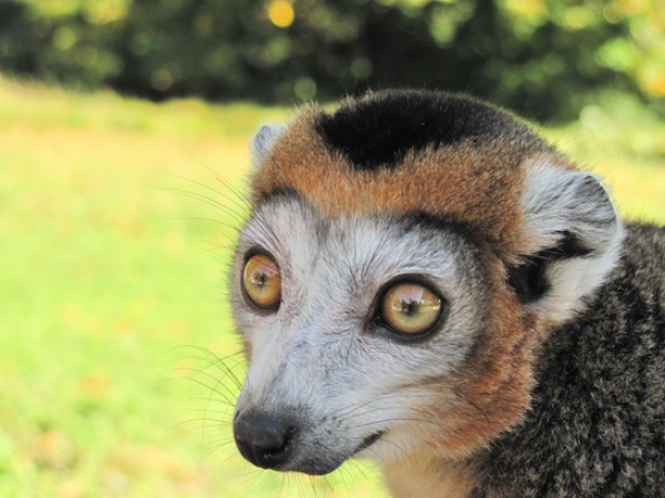 Zdjęcie z Francji - Nesles - portret lemura.