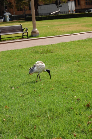 Zdjęcie z Australii - 
