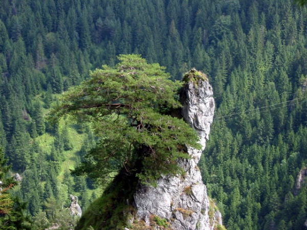 Zdjęcie ze Słowacji - Vratna - bonsai.
