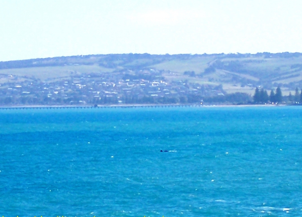 Zdjęcie z Australii - Victor Harbour widziane..