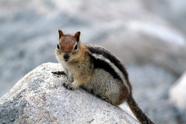 Zdjęcie ze Stanów Zjednoczonych - Chipmunk.