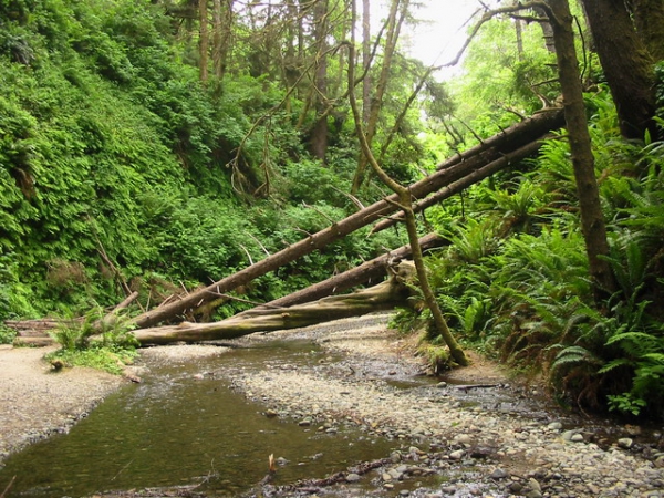 Zdjęcie ze Stanów Zjednoczonych - Fern Canyon.