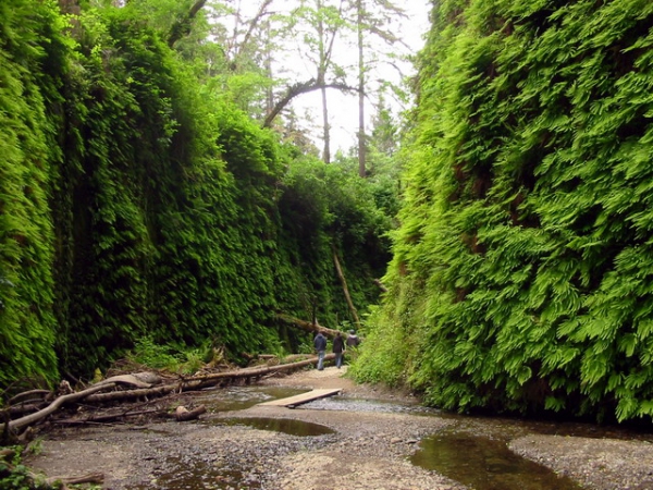 Zdjęcie ze Stanów Zjednoczonych - Fern Canyon.