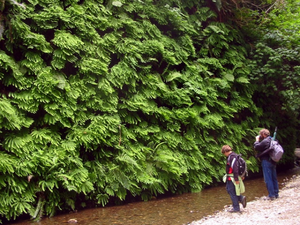 Zdjęcie ze Stanów Zjednoczonych - Fern Canyon.