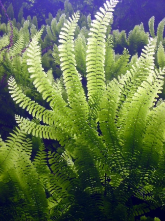 Zdjęcie ze Stanów Zjednoczonych - Fern Canyon.