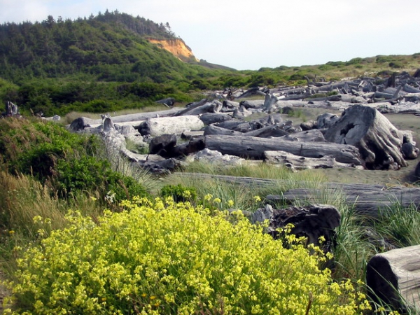 Zdjęcie ze Stanów Zjednoczonych - Gold Bluff Beach.