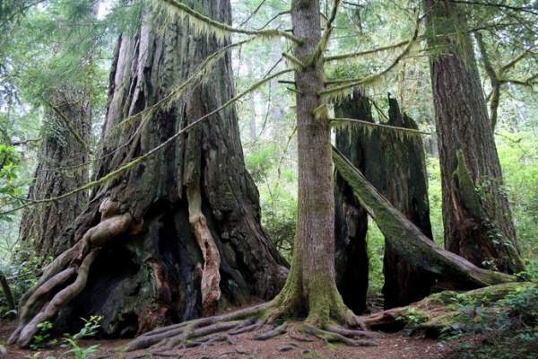 Zdjęcie ze Stanów Zjednoczonych - Redwoods NP.