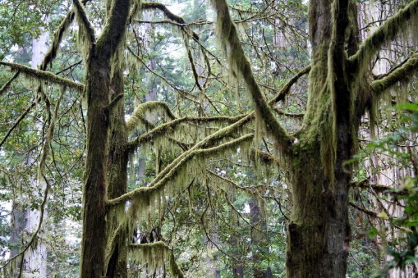 Zdjęcie ze Stanów Zjednoczonych - LBJ Grove w Redwoods.