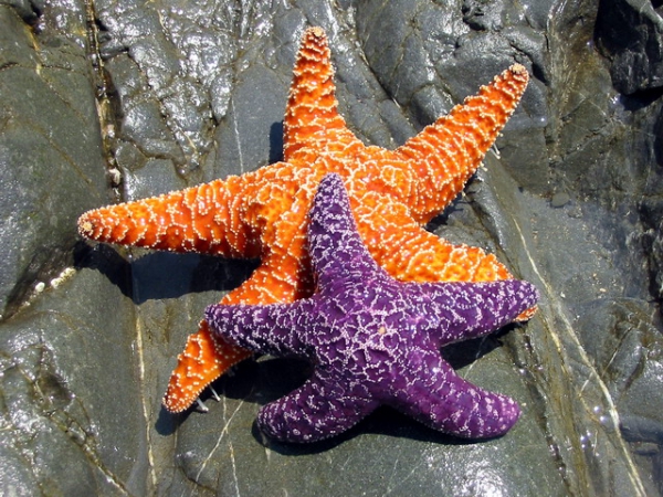 Zdjęcie ze Stanów Zjednoczonych - Gwiazdy z Enderts Beach.
