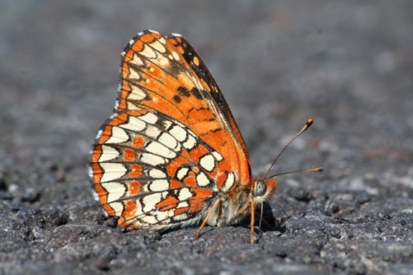 Zdjęcie ze Stanów Zjednoczonych - Lava Beds i motyl.