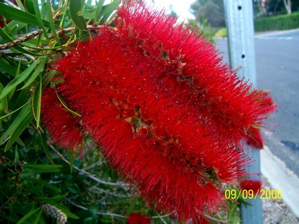 Zdjęcie z Australii - Kuflik czyli bottlebrush