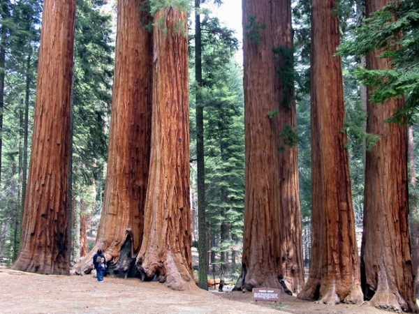 Zdjęcie ze Stanów Zjednoczonych - Sequoia NP.
