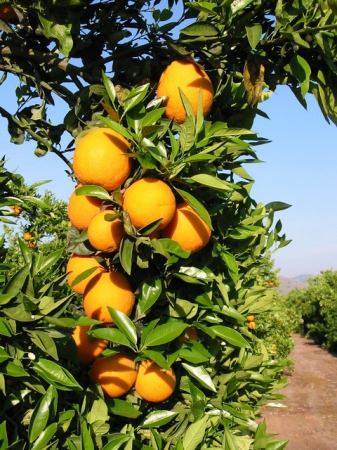 Zdjęcie ze Stanów Zjednoczonych - California Dream...