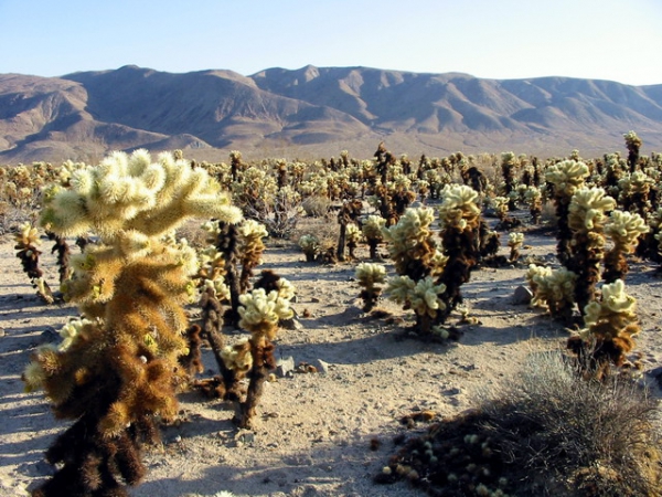 Zdjęcie ze Stanów Zjednoczonych - Cholla garden.