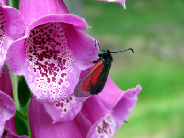 Zdjęcie z Polski - Flora i fauna G. Suchych.