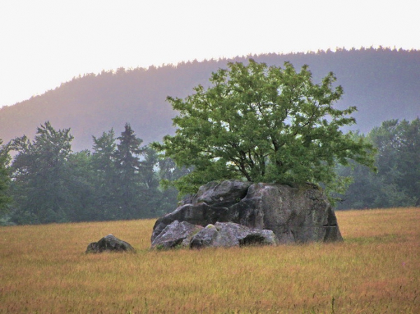 Zdjęcie z Polski - Fragment "sawanny".