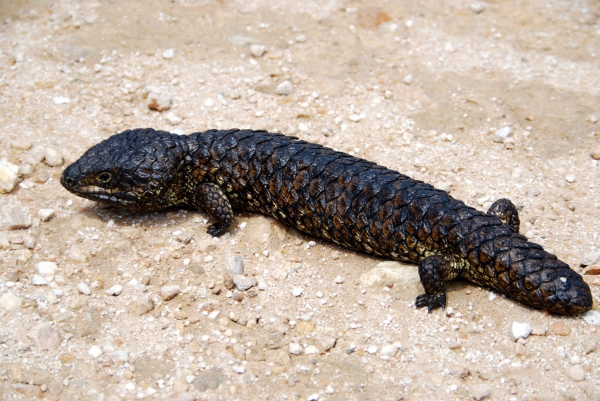 Zdjęcie z Australii - Sleeping lizard