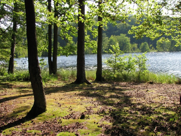 Zdjęcie z Polski - Rezerwat Pełcznica.
