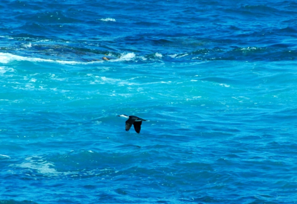 Zdjęcie z Australii - Kormoran w locie