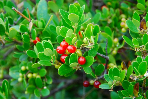 Zdjęcie z Australii - Australijska flora