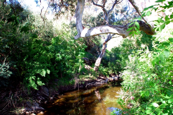 Zdjęcie z Australii - Rzeka Field River ...