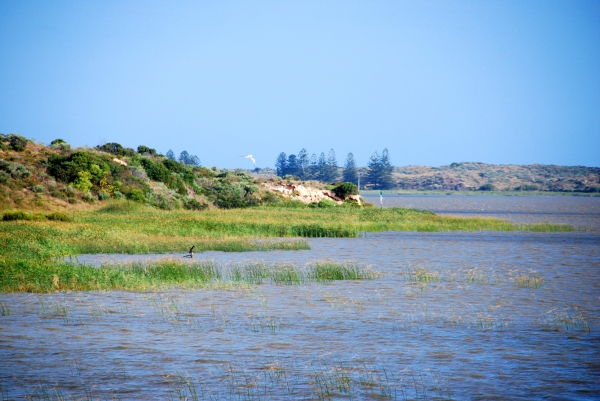 Zdjęcie z Australii - Brzegi Murray River