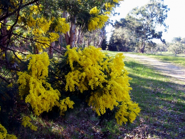 Zdjęcie z Australii - Australijska flora