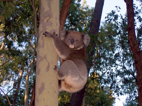 Zdjęcie z Australii - Koala w Kuipto Forest
