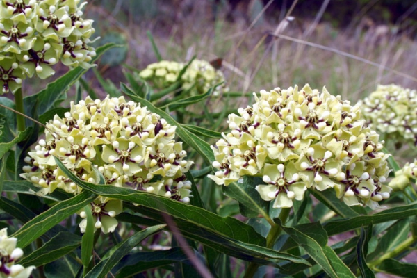 Zdjęcie ze Stanów Zjednoczonych - Colorado Bend - flora