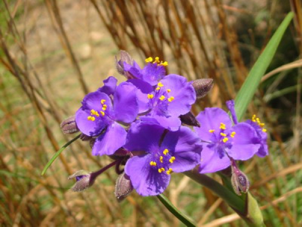 Zdjęcie ze Stanów Zjednoczonych - Enchanted Rock - flora
