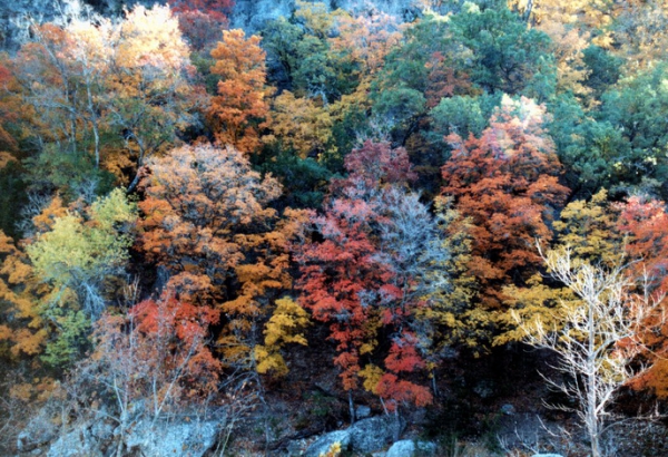 Zdjęcie ze Stanów Zjednoczonych - Lost Maples SP.
