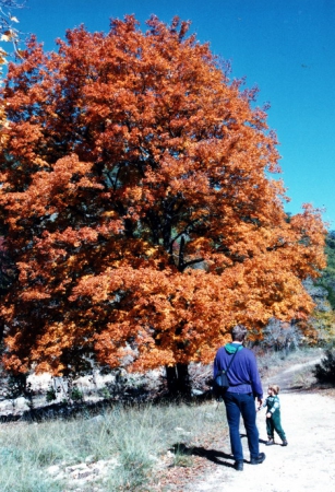 Zdjęcie ze Stanów Zjednoczonych - Lost Maples SP.