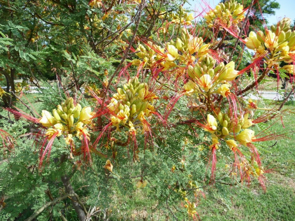 Zdjęcie z Turcji - i miejscowa flora