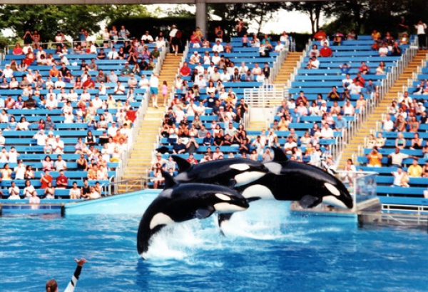 Zdjęcie ze Stanów Zjednoczonych - Seaworld San Antonio.