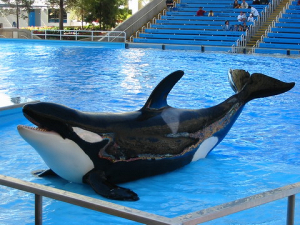 Zdjęcie ze Stanów Zjednoczonych - Shamu Show.