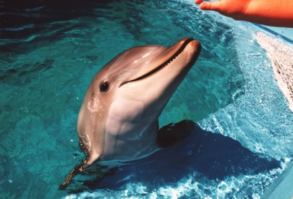 Zdjęcie ze Stanów Zjednoczonych - Seaworld dolphin.