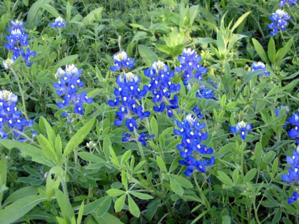 Zdjęcie ze Stanów Zjednoczonych - Research Park
