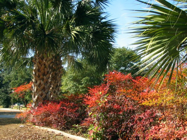 Zdjęcie ze Stanów Zjednoczonych - Park ŚRÓDmiejski.