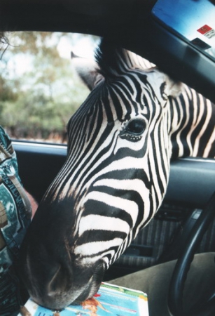 Zdjęcie ze Stanów Zjednoczonych - Safari własnym autem... 