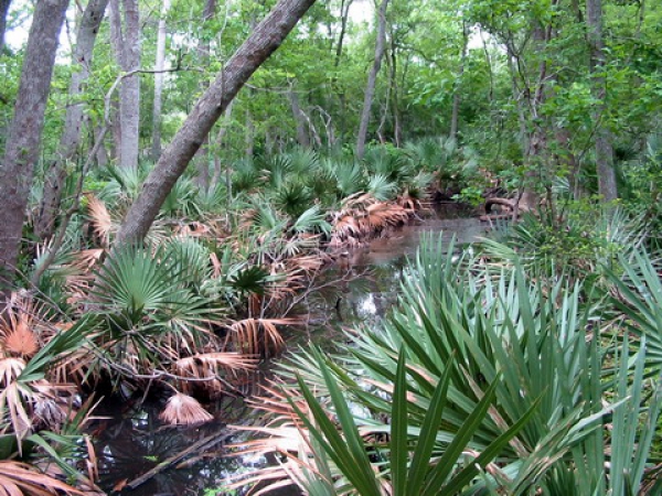 Zdjęcie ze Stanów Zjednoczonych - Palmetto SP.