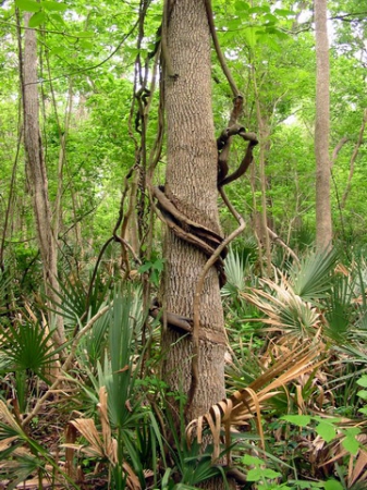 Zdjęcie ze Stanów Zjednoczonych - Palmetto SP.