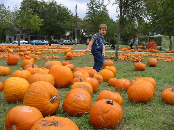 Zdjęcie ze Stanów Zjednoczonych - Pumpkin Patch...