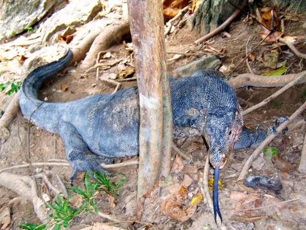 Zdjęcie z Tajlandii - Ogromny monitor bengalski