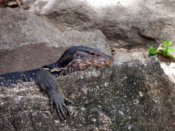 Zdjęcie z Tajlandii - Monitor bengalski