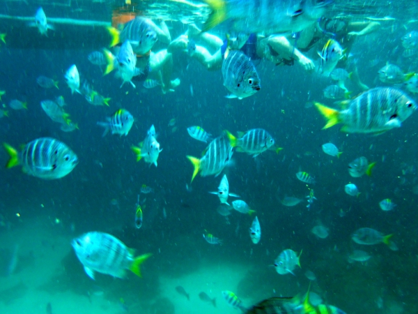 Zdjęcie z Tajlandii - Snorkeling przy brzegach