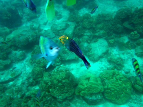 Zdjęcie z Tajlandii - Snorkeling