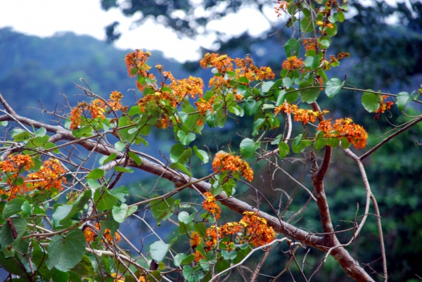 Zdjęcie z Tajlandii - Dzungla Khao Sok